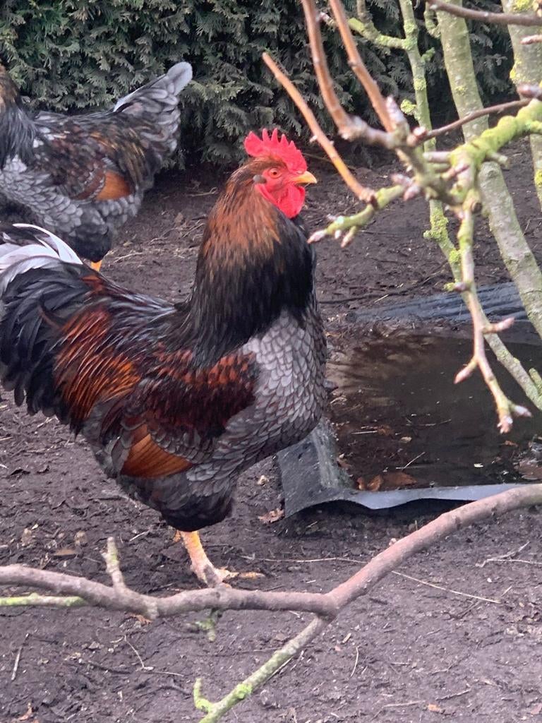 broedeieren dubbel gezoomde barnevelders wyandotte groot, Geslacht onbekend, Kip