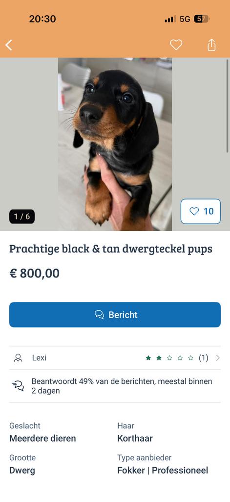 Dwerg teckel! BROODFOKKER  noemt zichzelf Lexi PAS OP!!!!, Eén persoon