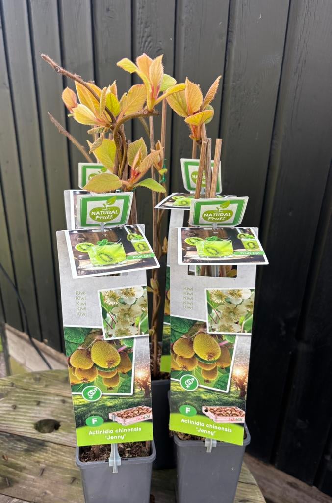 Kiwiplant, Ophalen, Overige soorten, Lente