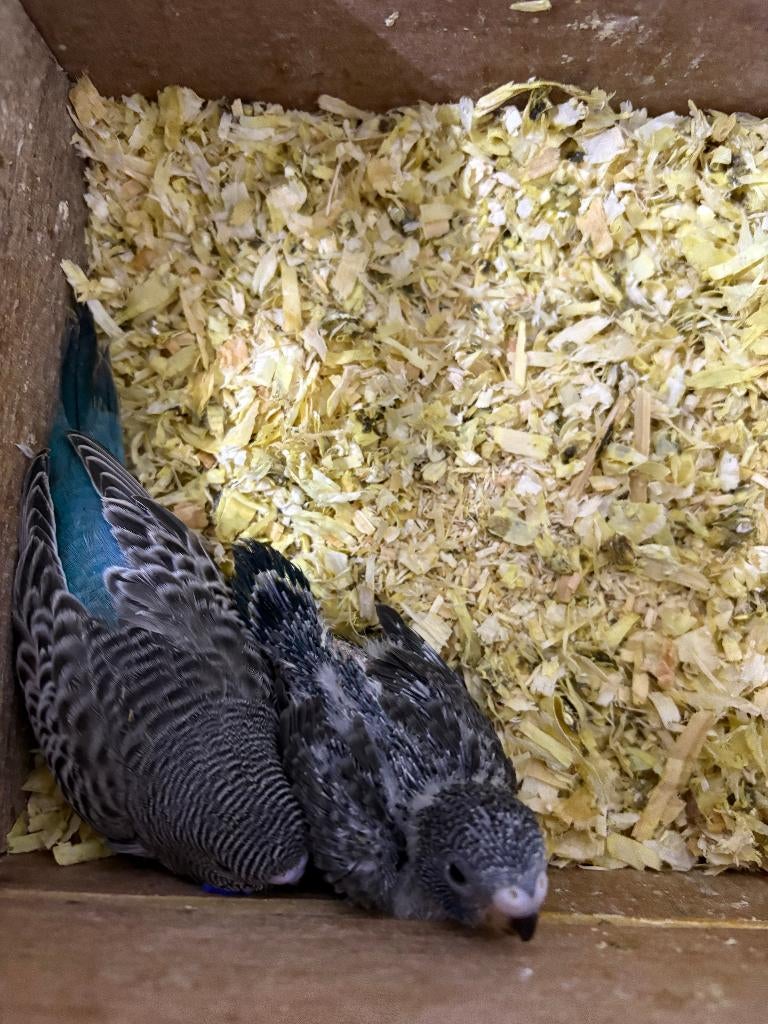 5 x Blackfase split Blackwings kleur grijs en blauw, Dieren en Toebehoren, Mannelijk, Parkiet, Geringd