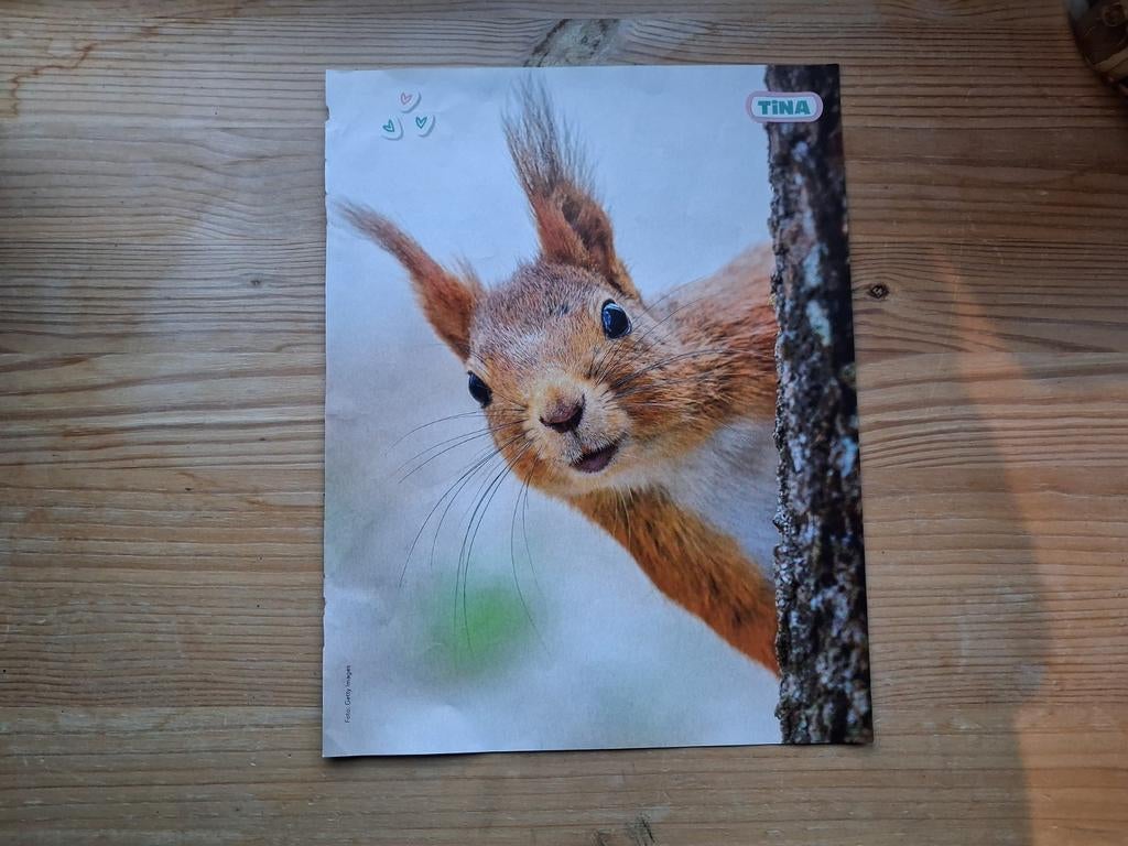 Eekhoorn poster, Ophalen of Verzenden, Nieuw, A4 of kleiner, Dier of Natuur