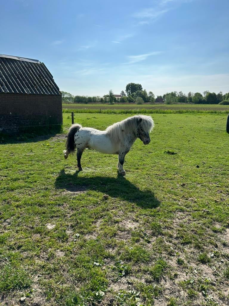 Ter dekking liefste pintaloosa hengst 78 cm, Hengst