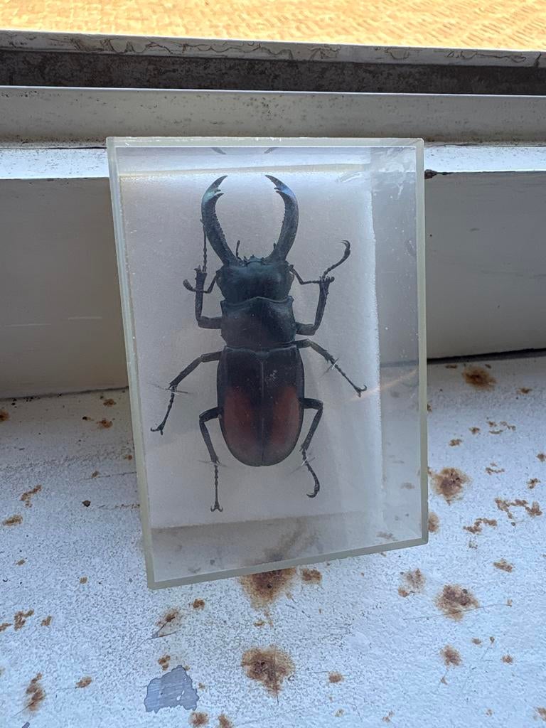 Opgezette kever in doosje, Verzamelen, Ophalen of Verzenden, Gebruikt, Insect, Opgezet dier