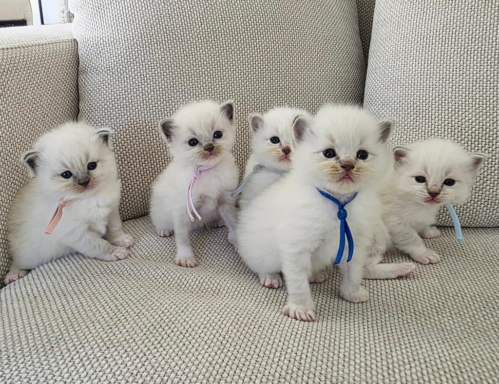 Ragdoll kittens raszuiver, Meerdere dieren, Gechipt