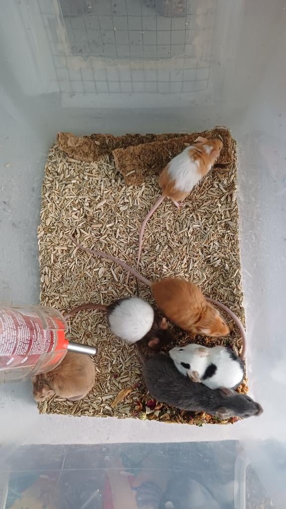 Kleurmuisjes, Dieren en Toebehoren, Knaagdieren, Januari, Vrouwelijk, Muis