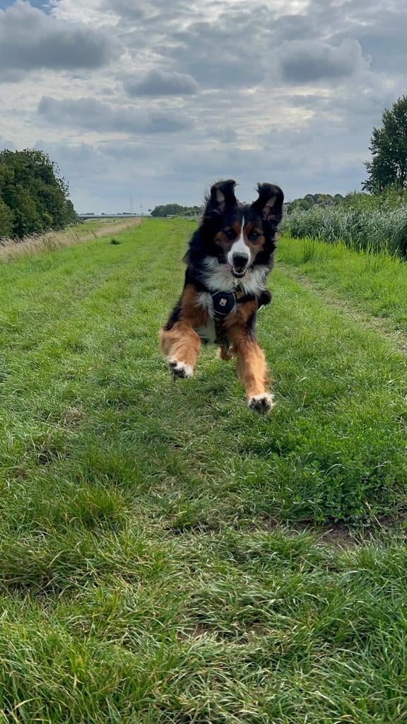 Oppas gezocht!, Particuliere oppas