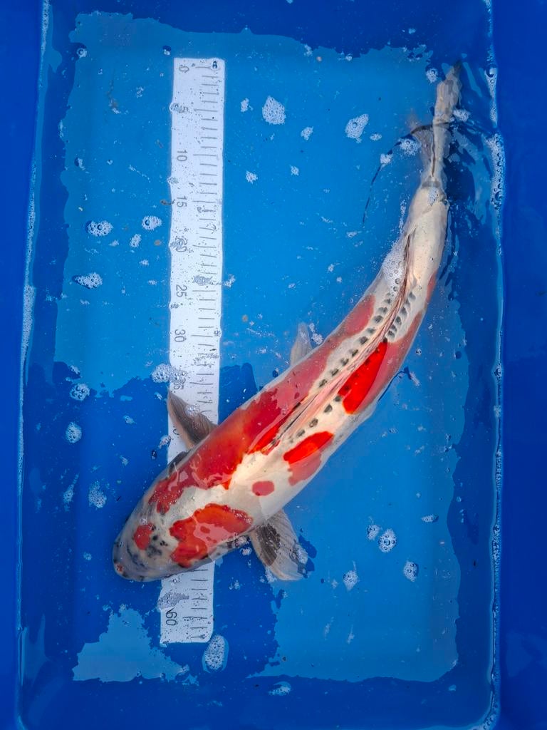 Koi kikokuryu 65 cm., Karper of Koi