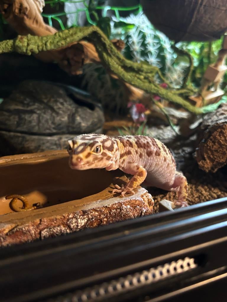 Luipaardgekko, Hagedis, 3 tot 6 jaar