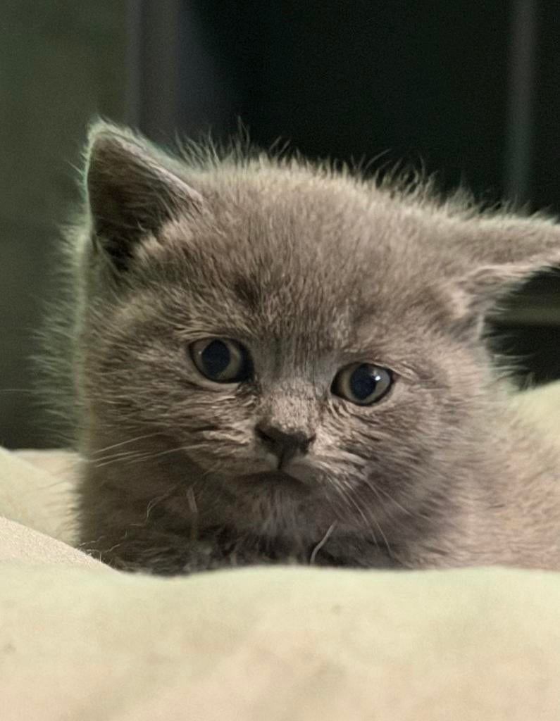Mooie en lieve Britse Korthaar kitten (Blue), Poes, Ingeënt, 0 tot 2 jaar