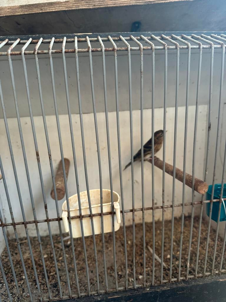 Barm sijsje, Mannelijk, Geringd