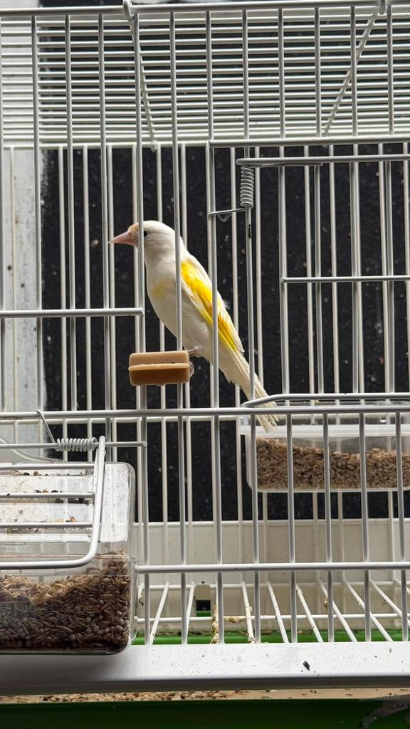 Parva kleine putter Witte Man 2025, Dieren en Toebehoren, Vogels | Overige Vogels, Mannelijk, Wildzangvogel, Geringd