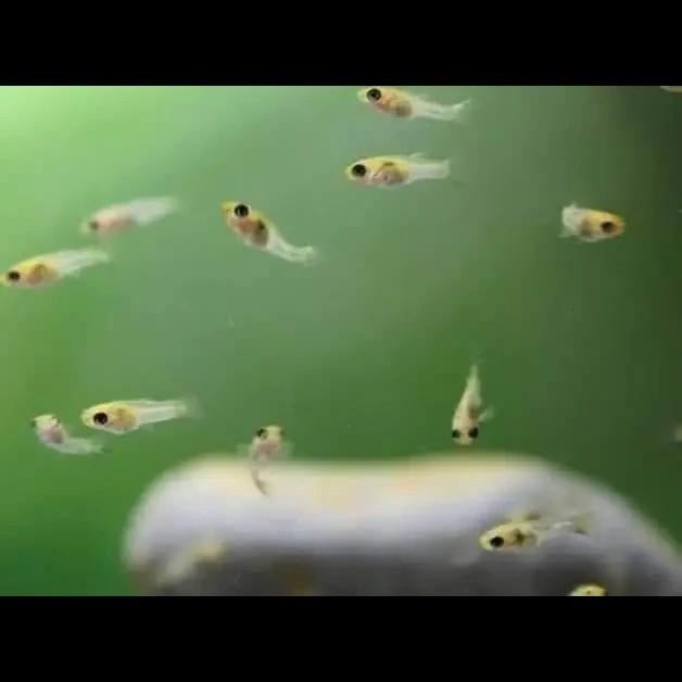 Endler guppys aquarium vissen, Dieren en Toebehoren, Vissen | Aquariumvissen, Vis, Zoetwatervis, Schoolvis