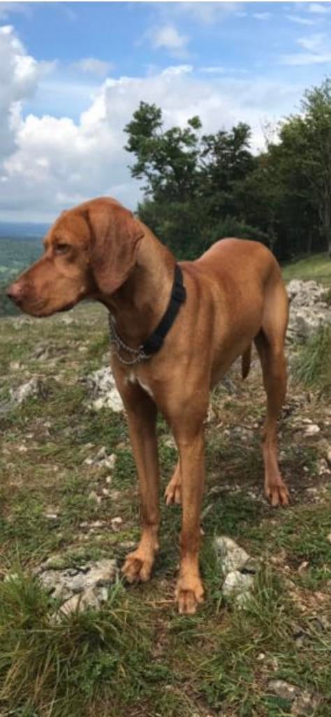Gouden mand voor jonge vizsla herplaatser aangeboden, Ophalen