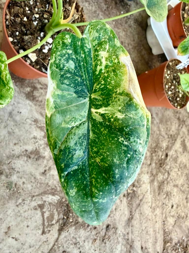 Alocasia Dragon Scale Albo Mint p12, Huis en Inrichting, Kamerplanten, Ophalen of Verzenden