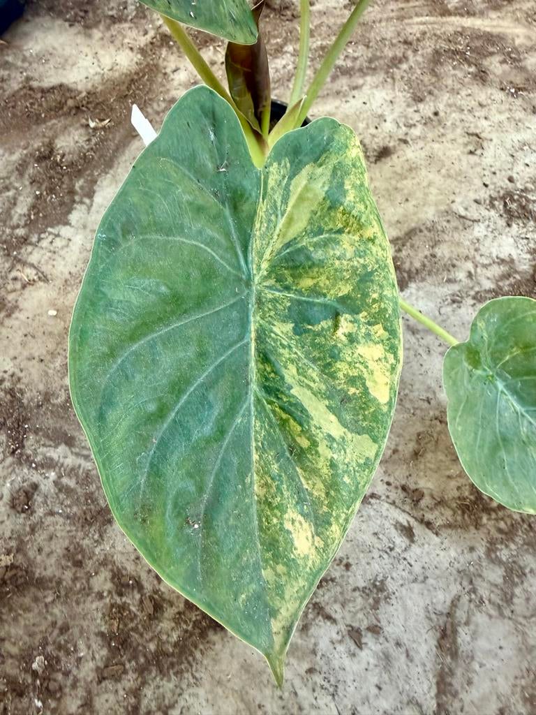 Alocasia Wentii Aurea, Huis en Inrichting, Kamerplanten, Ophalen of Verzenden