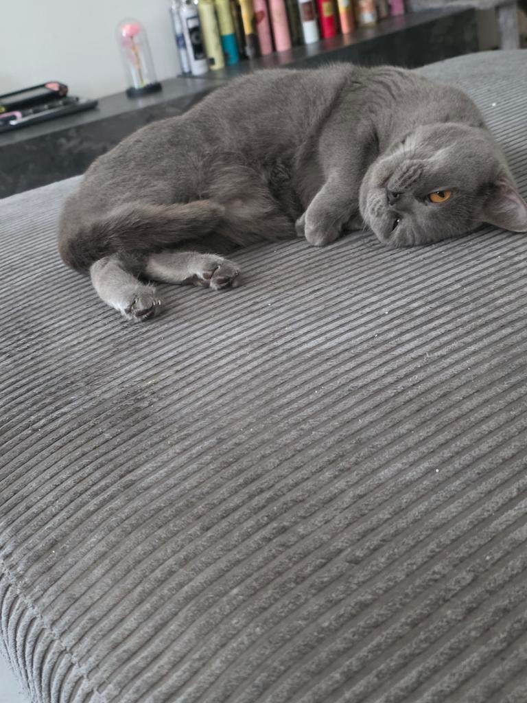 Ik verkoop mijn britse  korthaar., Poes, 0 tot 2 jaar