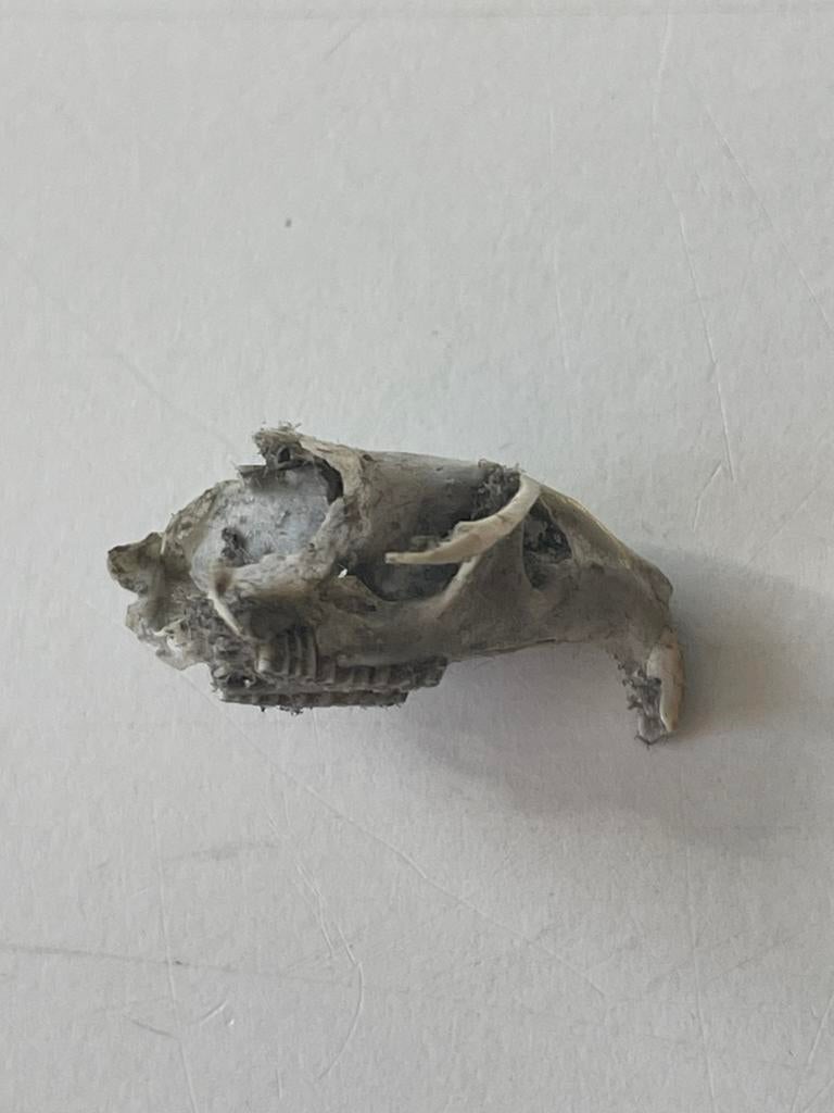 4 muizenschedels&kaken met tandjes ( in Hilversum ), Ophalen of Verzenden, Gebruikt, Schedel