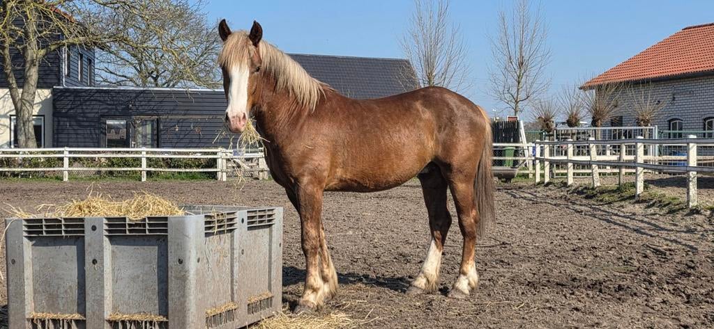 Knappe toekomstige rij- / menpony, Dieren en Toebehoren, Hengst, E pony (1.48m - 1.57m), Gechipt, 0 tot 2 jaar