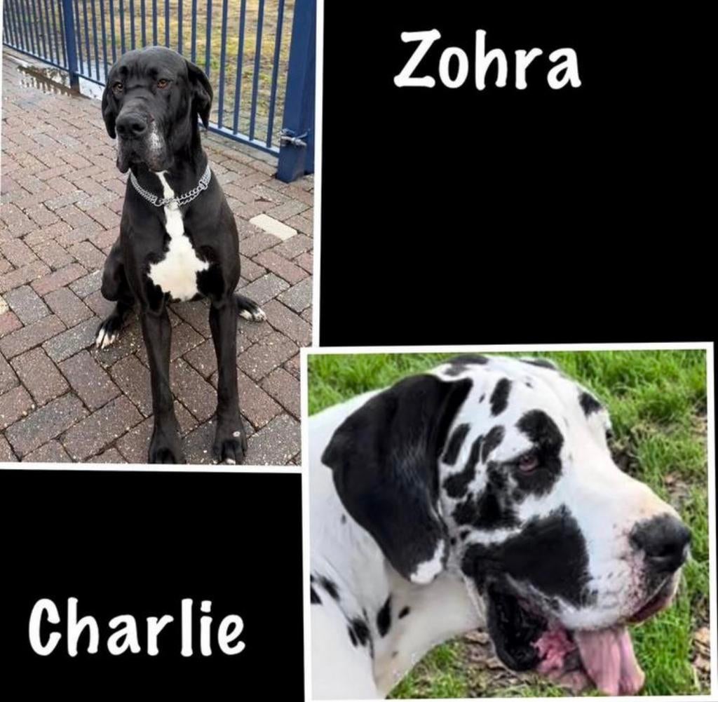 Mijn lieve duitse dog Zohra (genetisch getest) krijgt pups, Overige rassen, 8 tot 15 weken, Parvo, Meerdere