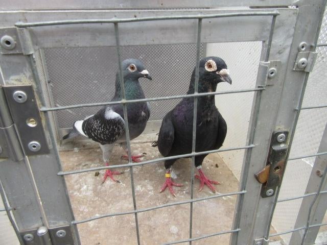 Vliegduiven koppels losse en jonge, Dieren en Toebehoren, Meerdere dieren, Overige soorten