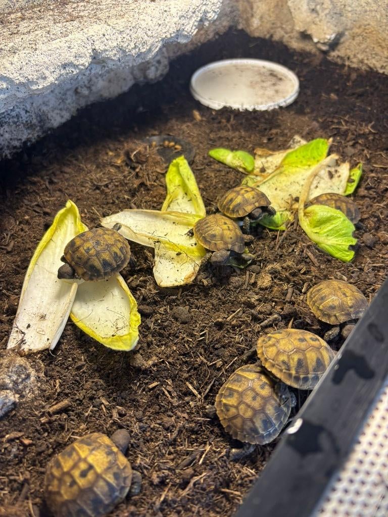 Griekse landschildpad Testudo Hermanni Boettgerri Tortoise - unknown for sale from Bas