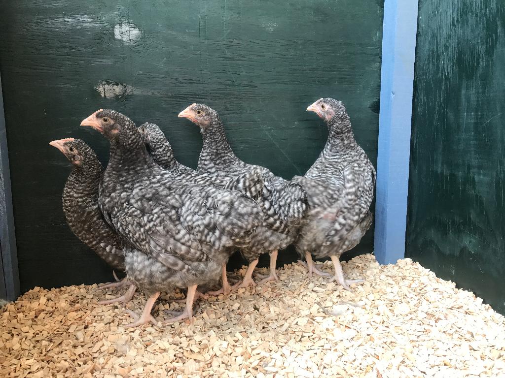 Jonge tamme Noord Hollandse Blauwe kippen gesekst & ingeënt, Vrouwelijk, Kip