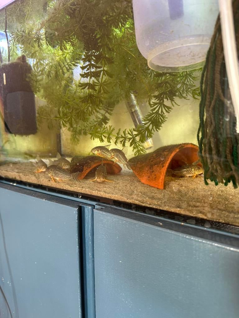 Jonge Corydoras Sterbai, Vis