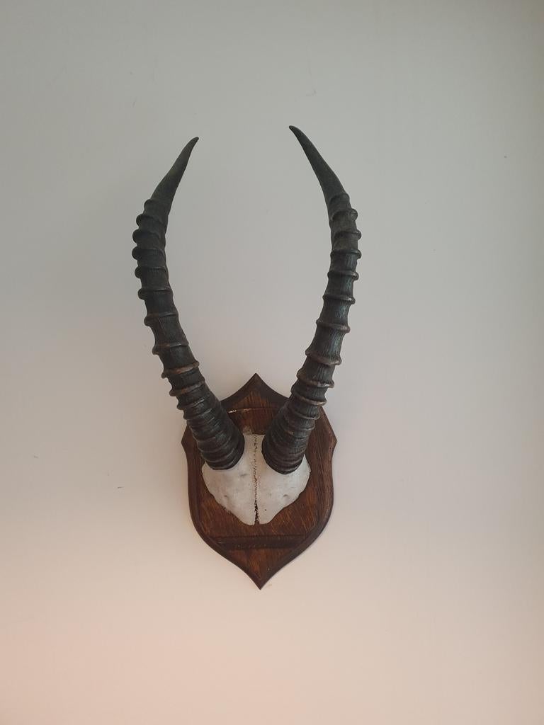 Afrikaans Springbok Gewei op Houten Schild, Ophalen of Verzenden, Gebruikt, Wild dier, Gewei of Kop