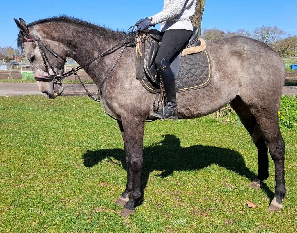 Superbrave 5 jr ruin 1,66(,recreatie-manege-sport), Dieren en Toebehoren, Paarden, Ruin, 3 tot 6 jaar, Met stamboom, B