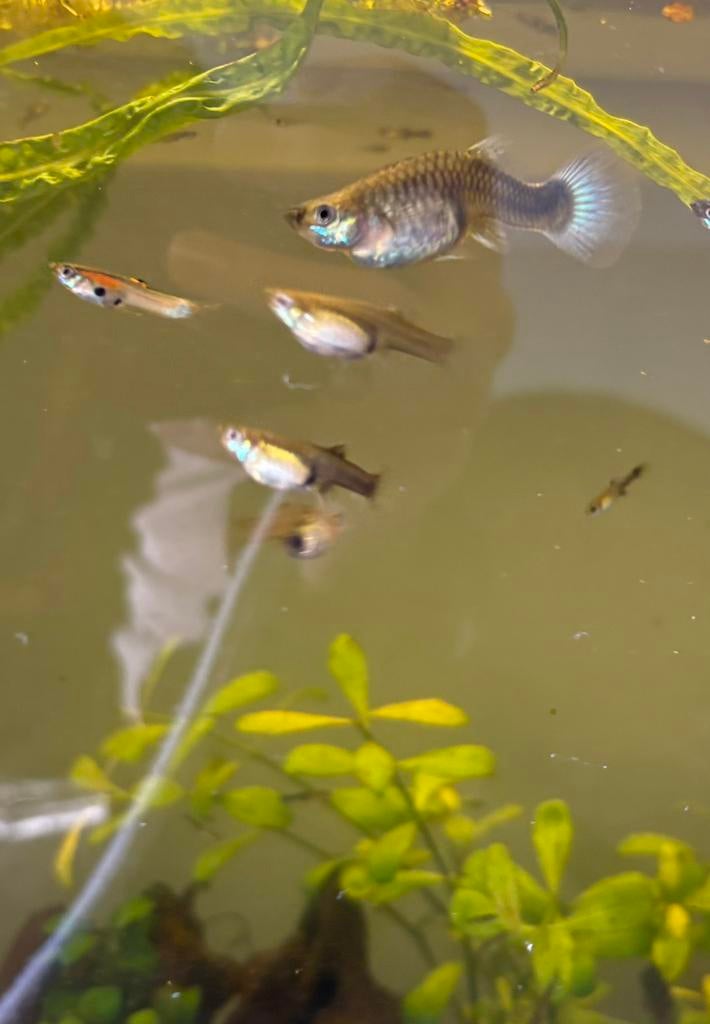 Vrouwen guppy’s, Vis