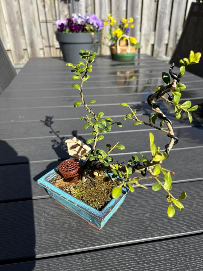 Ilex Crenata (Bonsai), Vaste plant, Bloeit niet, Halfschaduw, Ophalen