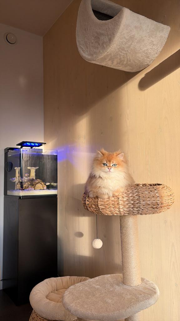 Britse langhaar dekkater ( NIET TE KOOP ! ), Kater, Met stamboom, 0 tot 2 jaar