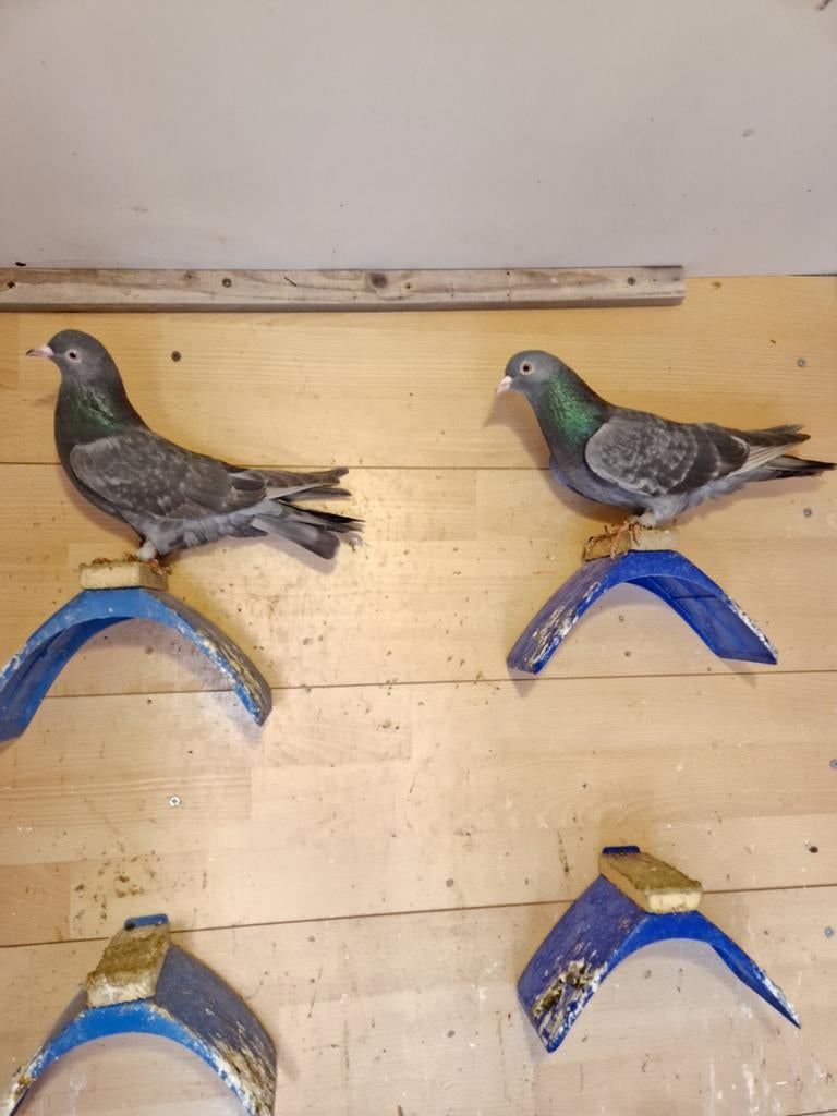 Irakse takla duiven jonge koppel., Meerdere dieren, Parkiet