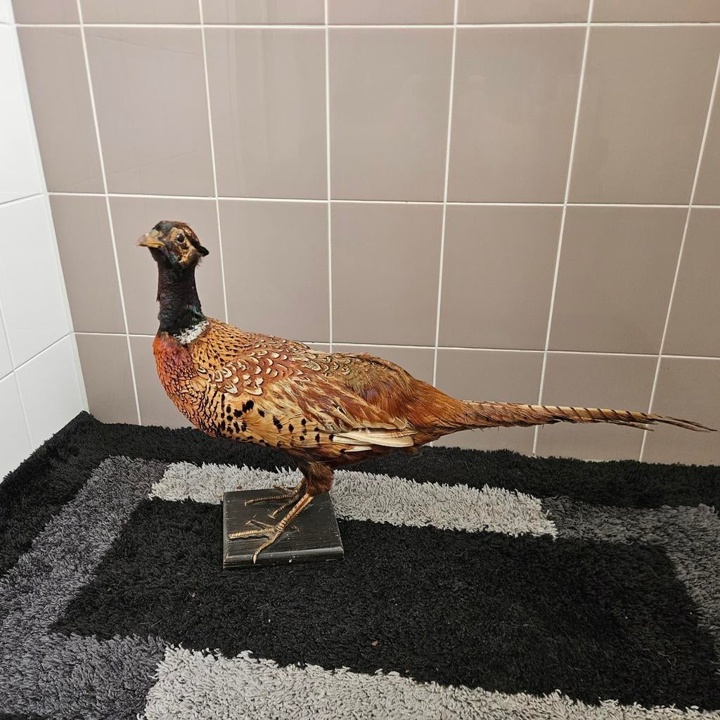 Opgezette fazant opgezet taxidermie taxidermy geprepareerd, Ophalen of Verzenden