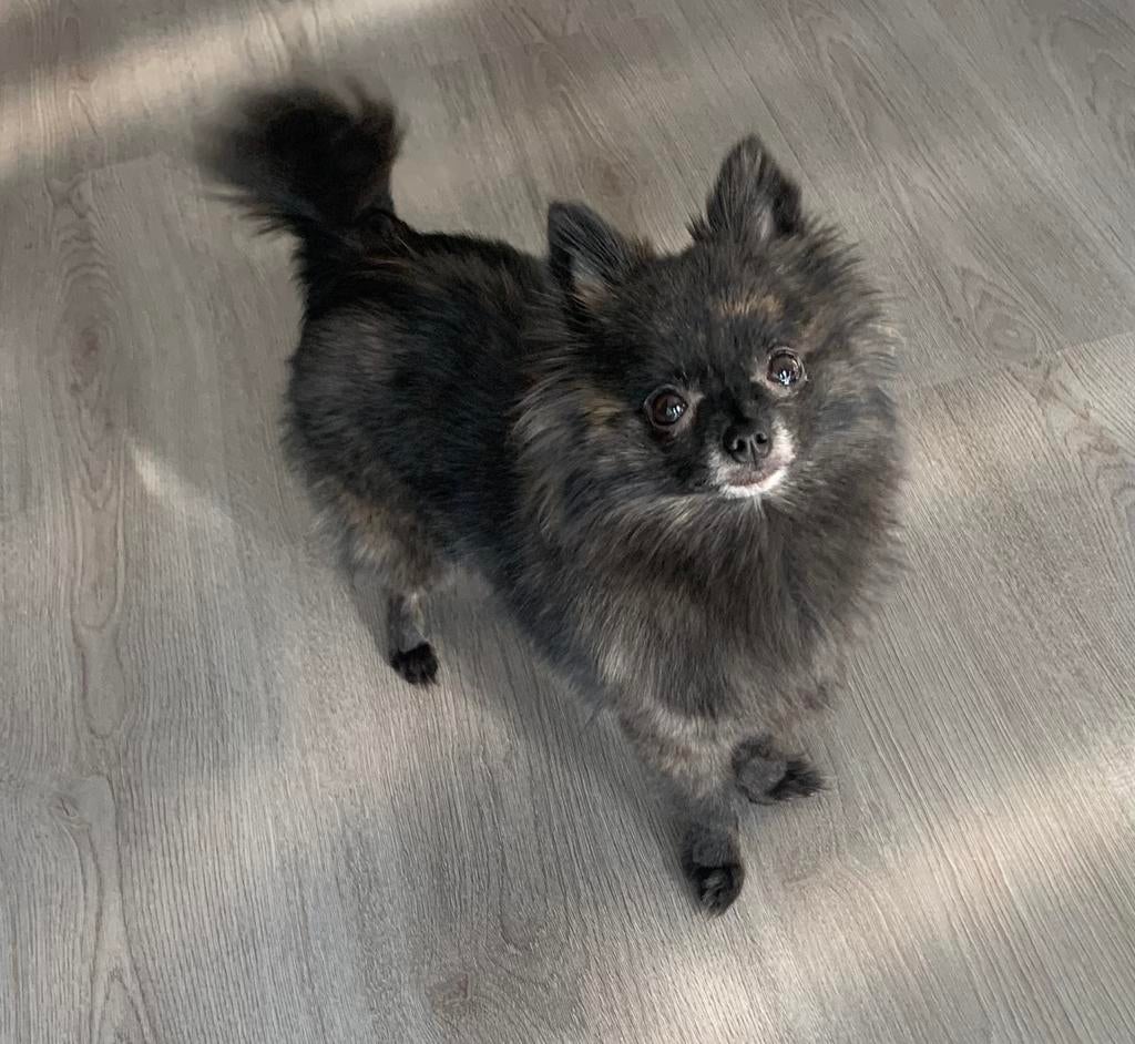 Pomchi puppy's, Overige rassen, 8 tot 15 weken, Meerdere, Meerdere dieren