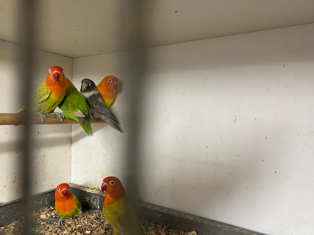 Agapornis Fischeri, Dieren en Toebehoren, Geslacht onbekend