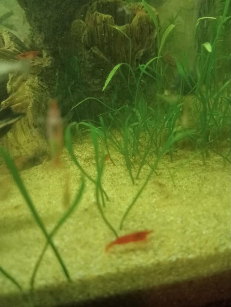 Rode garnalen, Dieren en Toebehoren, Vissen | Aquariumvissen, Kreeft, Krab of Garnaal