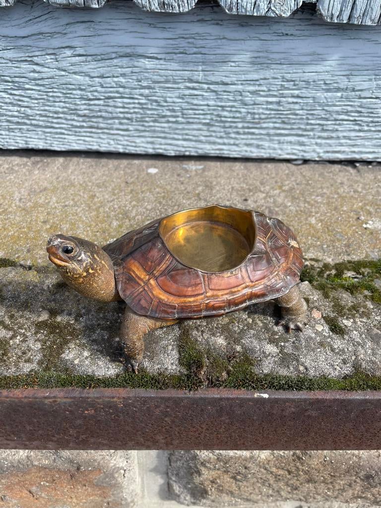 Een antieke asbak in de vorm van een opgezette schildpad, Ophalen of Verzenden