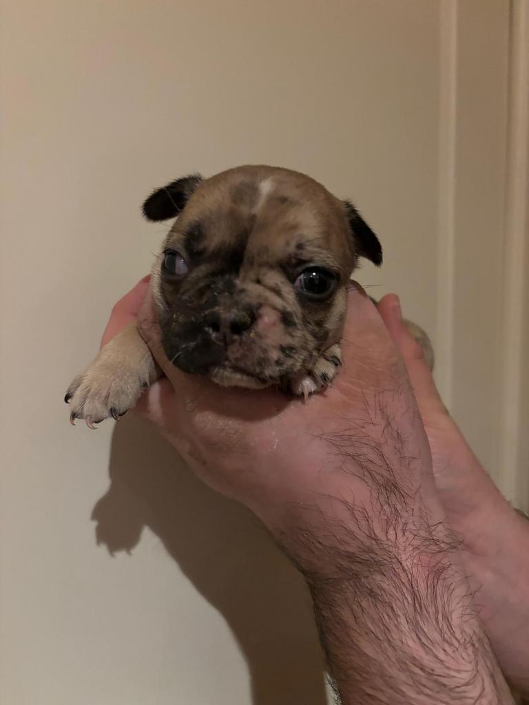 Lieve Franse bulletjes, Dieren en Toebehoren, Honden | Bulldogs, Pinschers en Molossers, België, Particulier, 8 tot 15 weken, Parvo