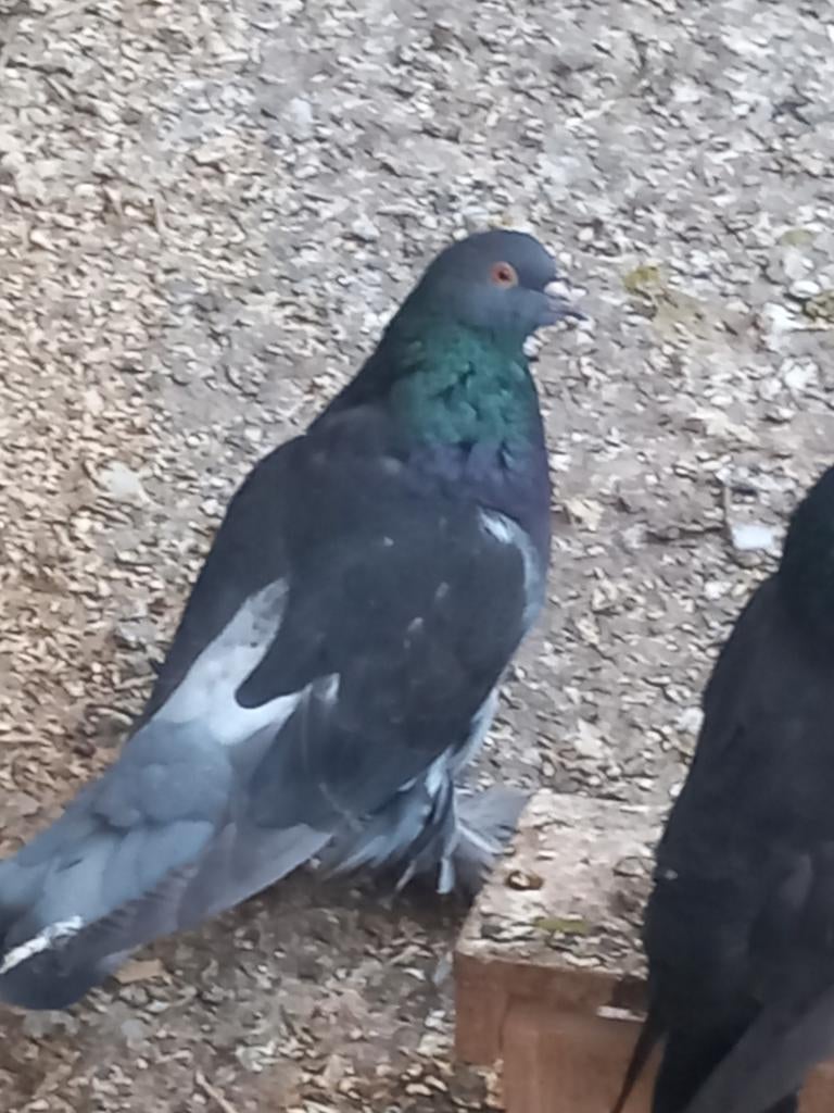 Kropper Hollandse duivin Haagse tilduif, Dieren en Toebehoren, Vrouwelijk, Kropper