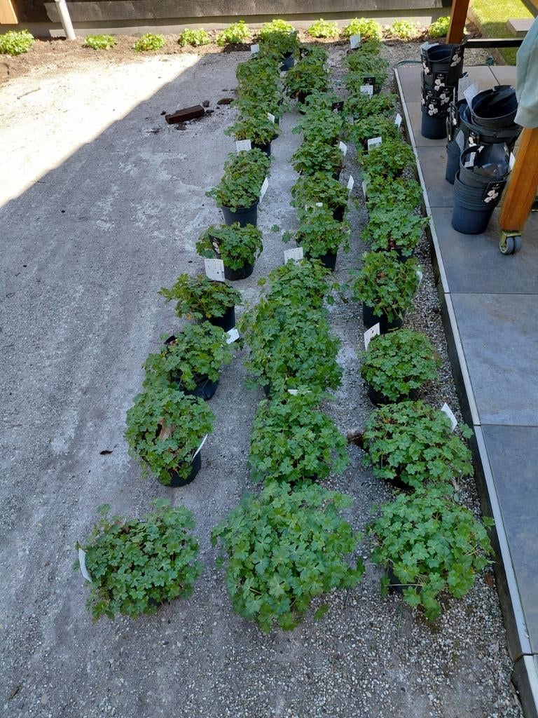28 Geranium Biokova planten, Tuin en Terras, Planten | Tuinplanten, Ophalen, Vaste plant, Bodembedekkers