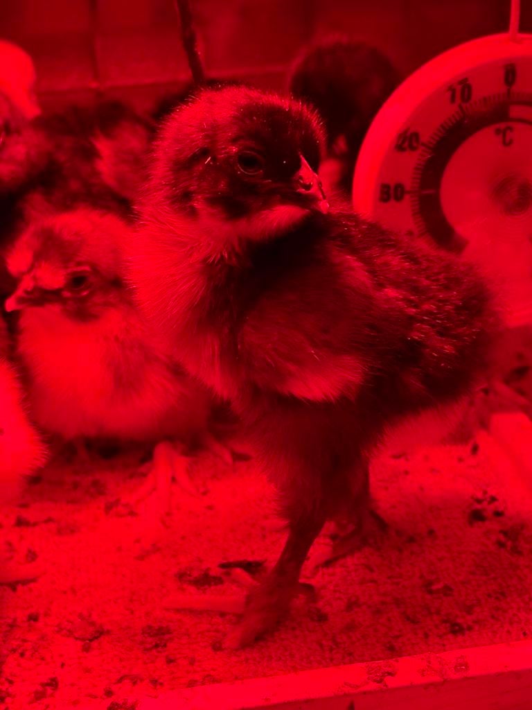 Kuikentjes marans zilver hals, Dieren en Toebehoren, Geslacht onbekend, Kip