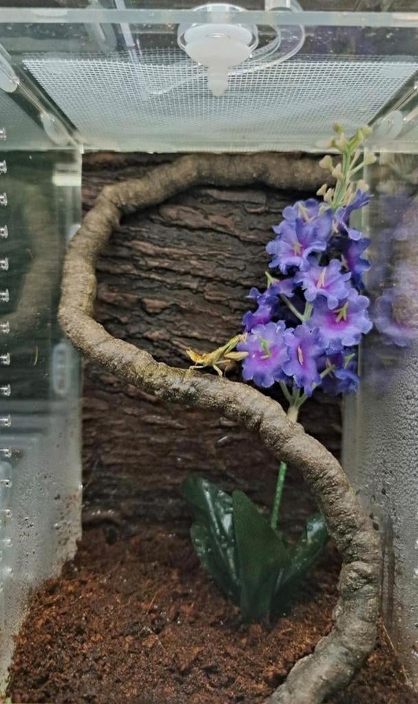 Mooi compact terrarium! Voor springspin, bidsprinkhaan, etc., Dieren en Toebehoren, Insecten en Spinnen, Overige soorten