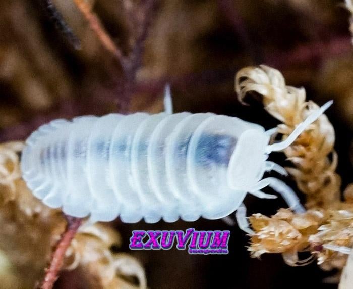 Cubaris murina Glacier isopods / pissebedden, Dieren en Toebehoren, Insecten en Spinnen, Overige soorten