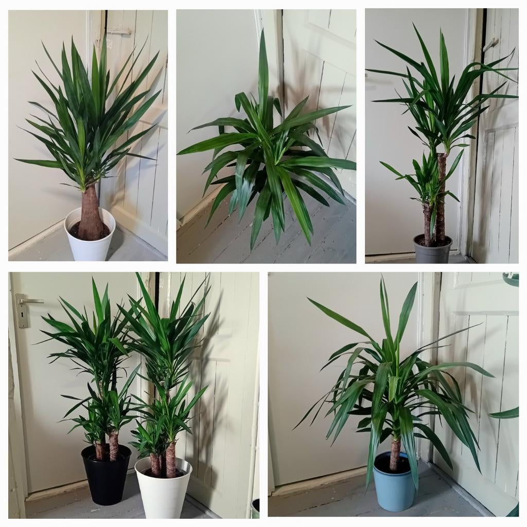Yucca kamerplanten 70-120cm vanaf 10 tot 20euro, Ophalen, Halfschaduw, In pot, Minder dan 100 cm