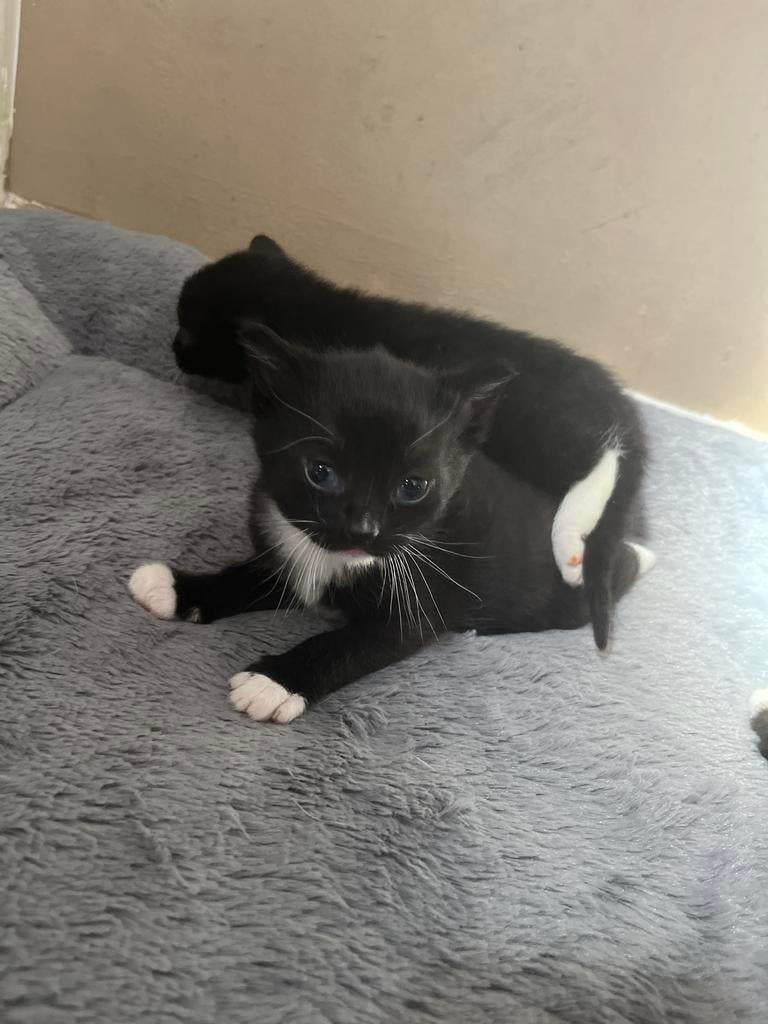 Kittens, Dieren en Toebehoren, Poes