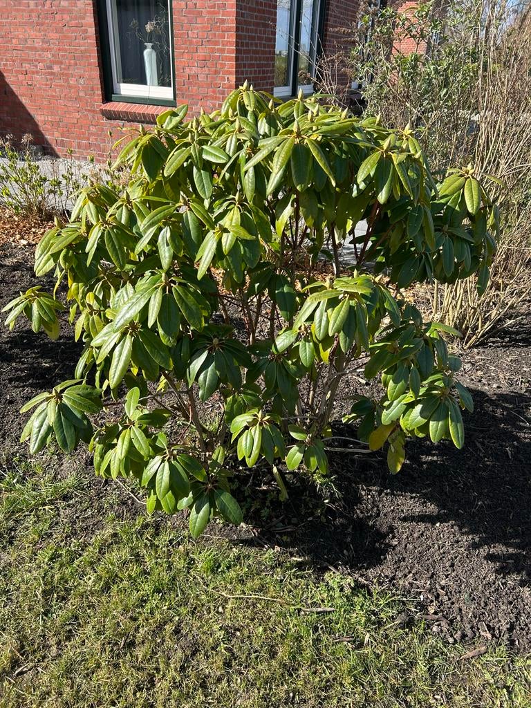 Rhododendron struik plant 3 stuks - Groenblijvende tuinplant, Vaste plant, Halfschaduw, Lente, Ophalen