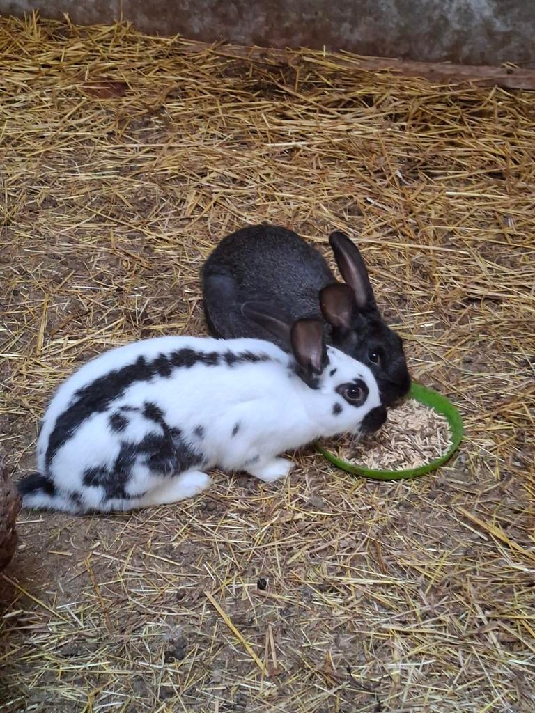 Lotharlingers rammen, Ophalen of Verzenden, Nieuw, Loopwiel of Rad