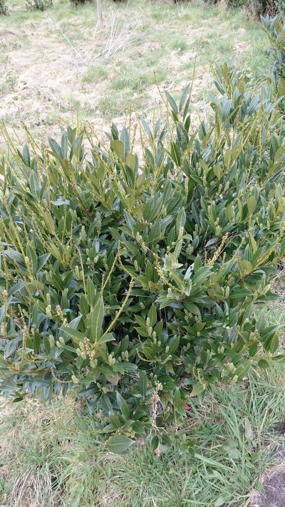 Laurier, Ophalen, Overige soorten, Halfschaduw