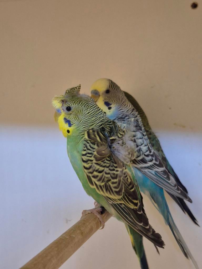 Hagoromo groen split Blackface blackwing, Mannelijk, Parkiet, Geringd